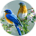  Blue Bird